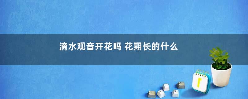 滴水观音开花吗 花期长的什么样子